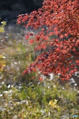 石神井公園の紅葉4