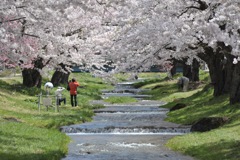 観音寺川の桜5