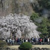 春の新宿御苑5