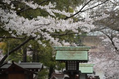 春の靖国神社