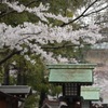 春の靖国神社