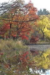 石神井公園の紅葉2