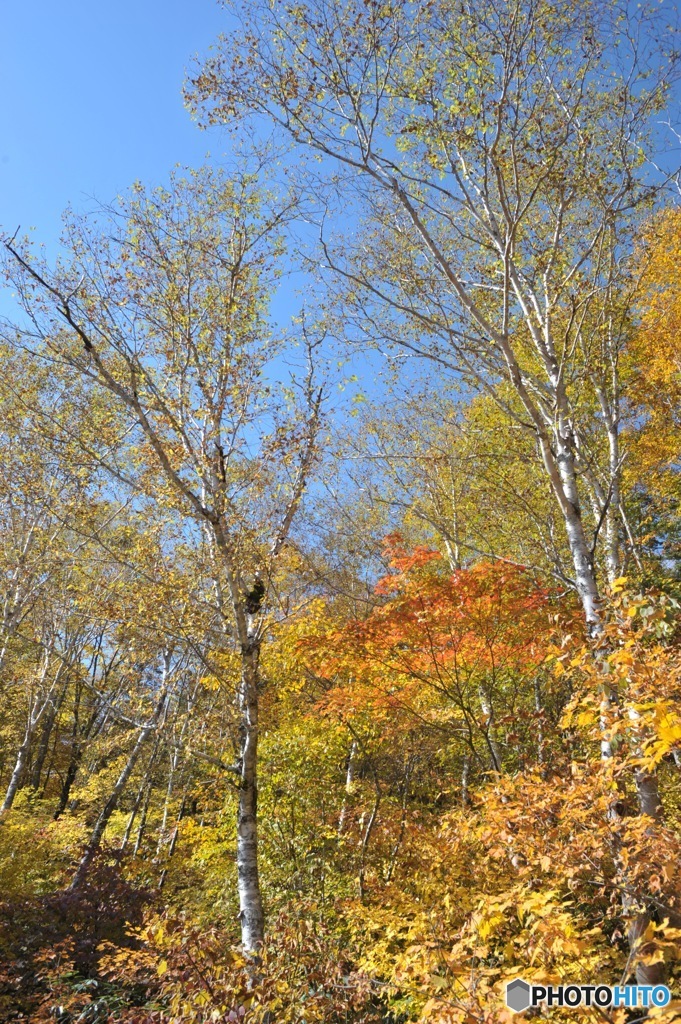 栂池自然園の紅葉4