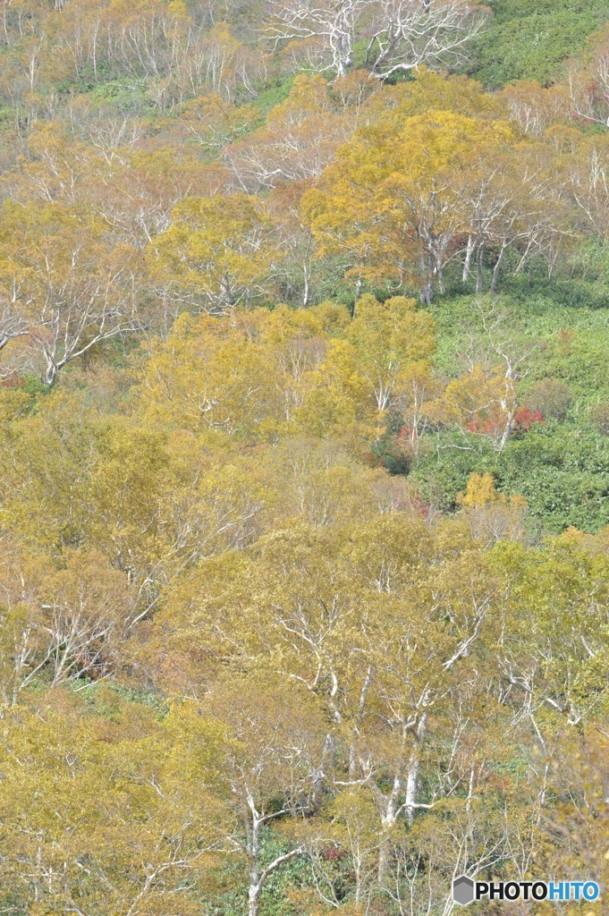 栂池自然園の紅葉6