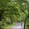新緑の瑠璃光院１