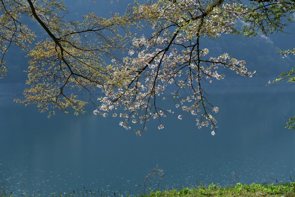 散りゆく桜を追いかけて7