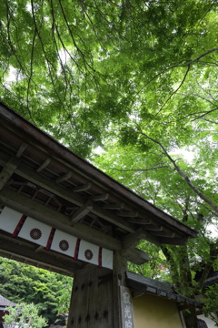 碧く染まる