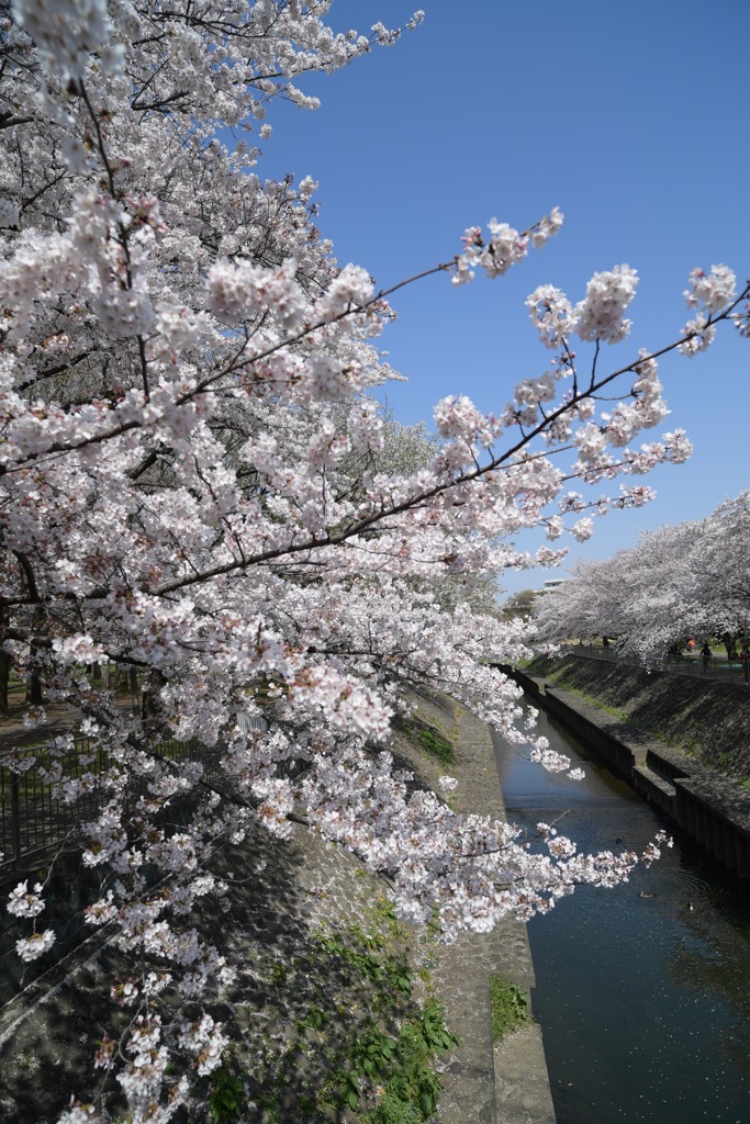 花見日和7