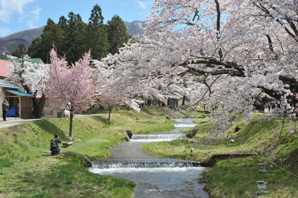 観音寺川の桜1