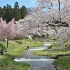 観音寺川の桜1