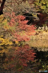 石神井公園の紅葉5