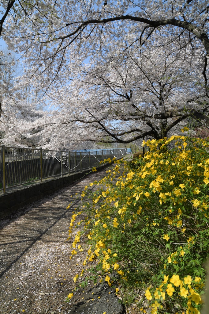 花見日和6