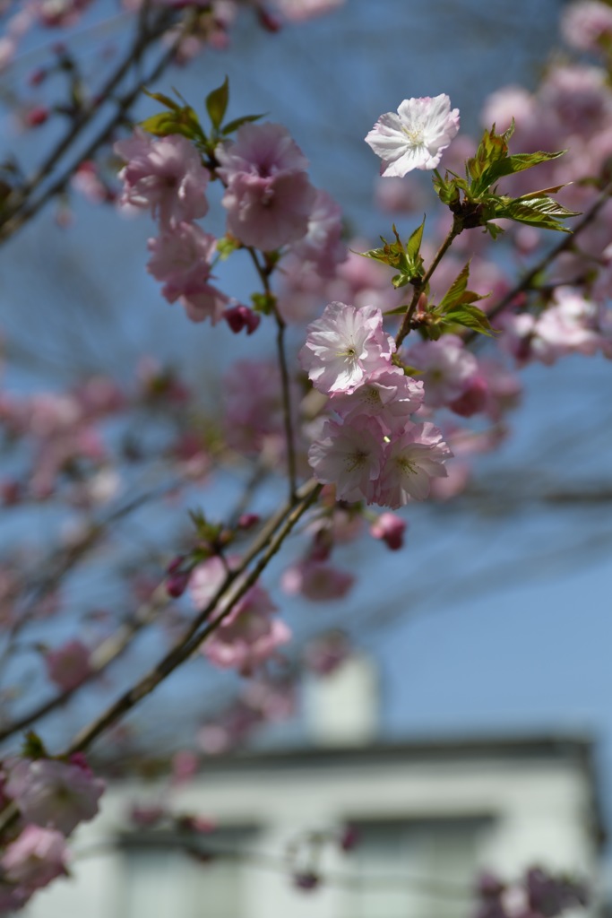 花見日和9