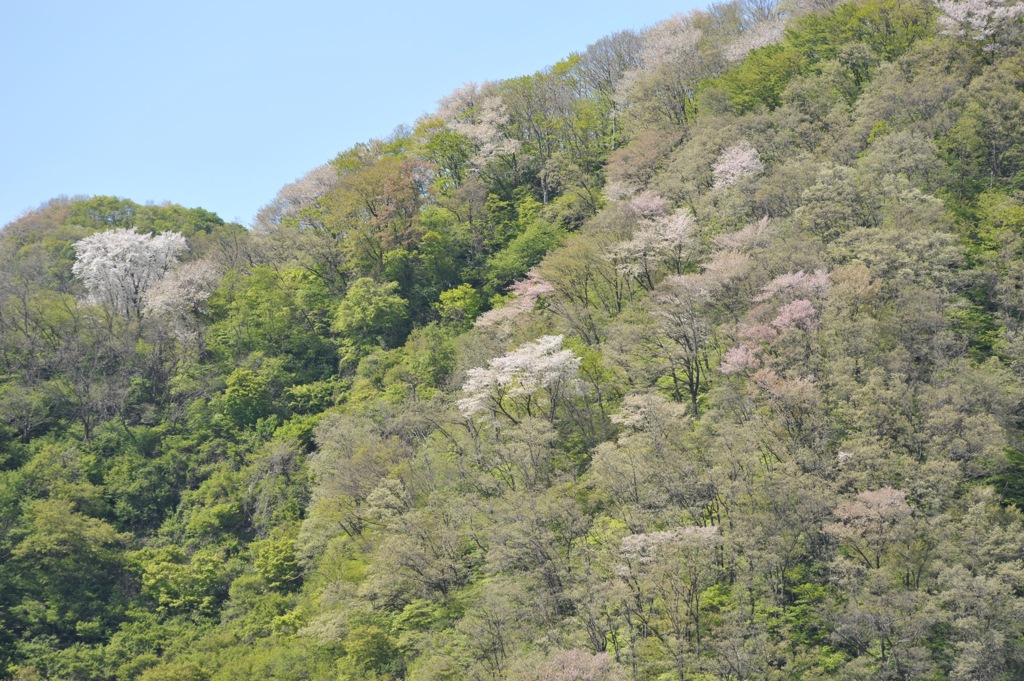 里山の春