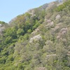 里山の春