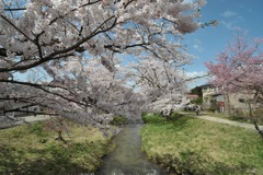 観音寺川の桜3