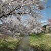 観音寺川の桜3
