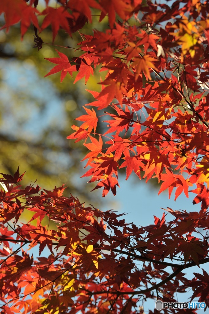 錦秋　大田黒公園の秋4