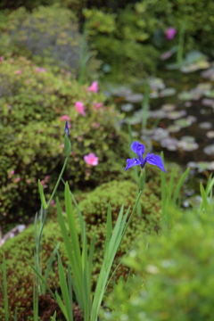通天の先の花園