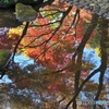 水鏡　大田黒公園の秋2