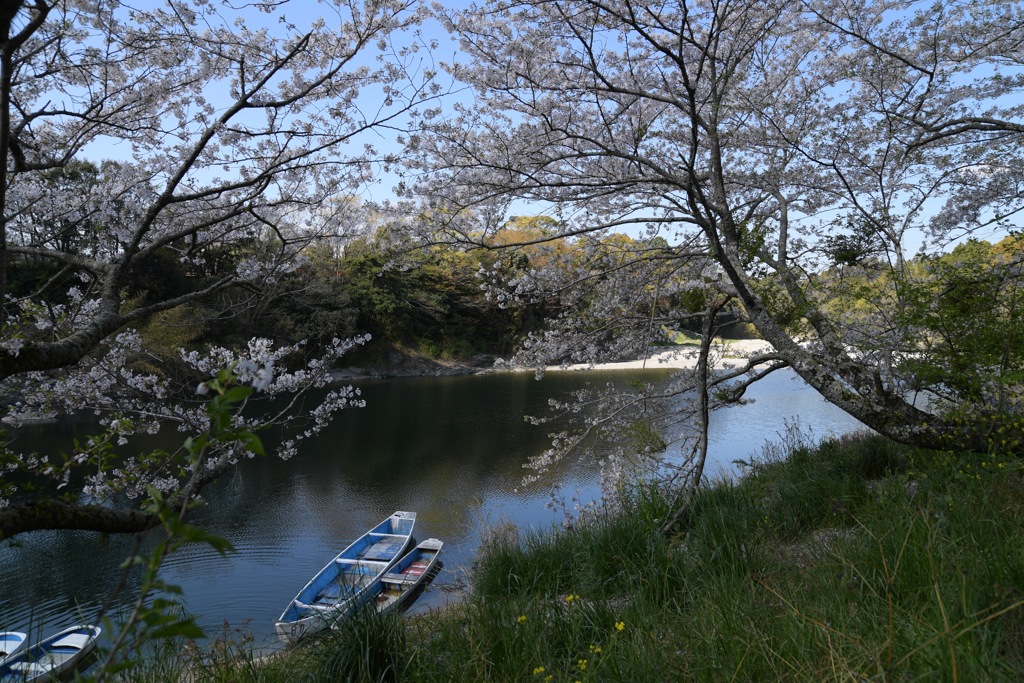 散りゆく桜を追いかけて3