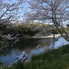 散りゆく桜を追いかけて3
