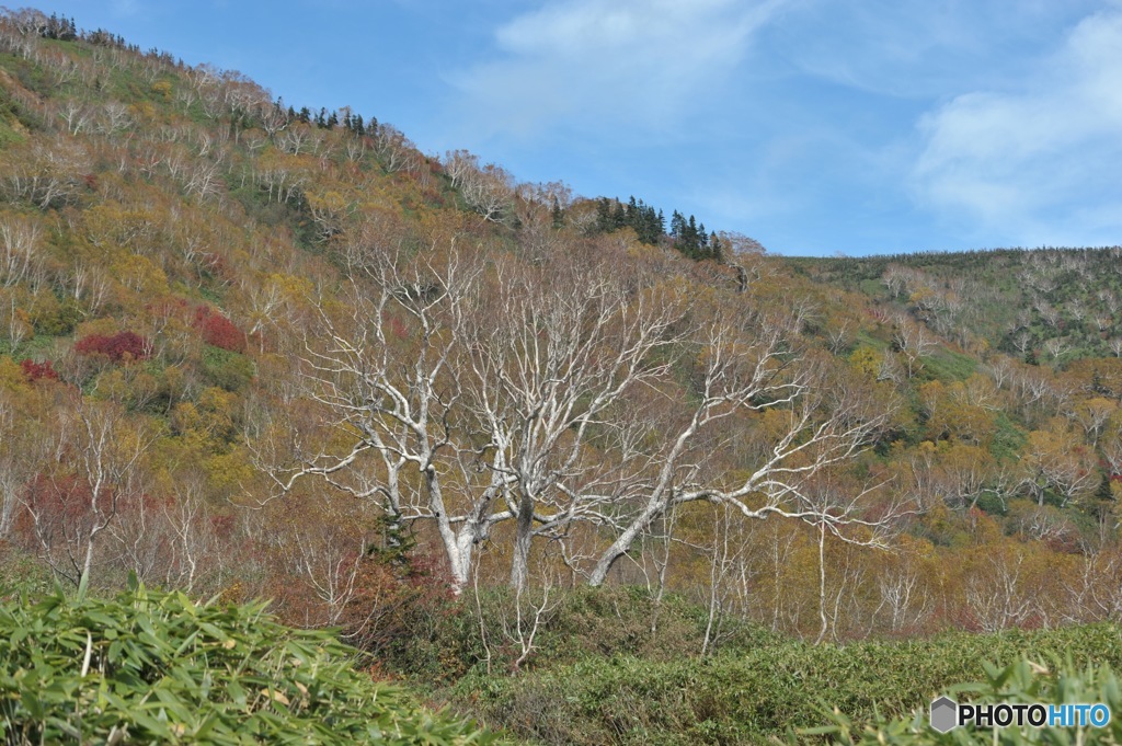 栂池自然園の紅葉3