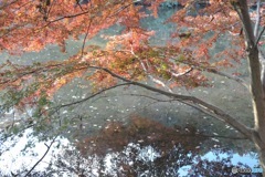 石神井公園の紅葉1
