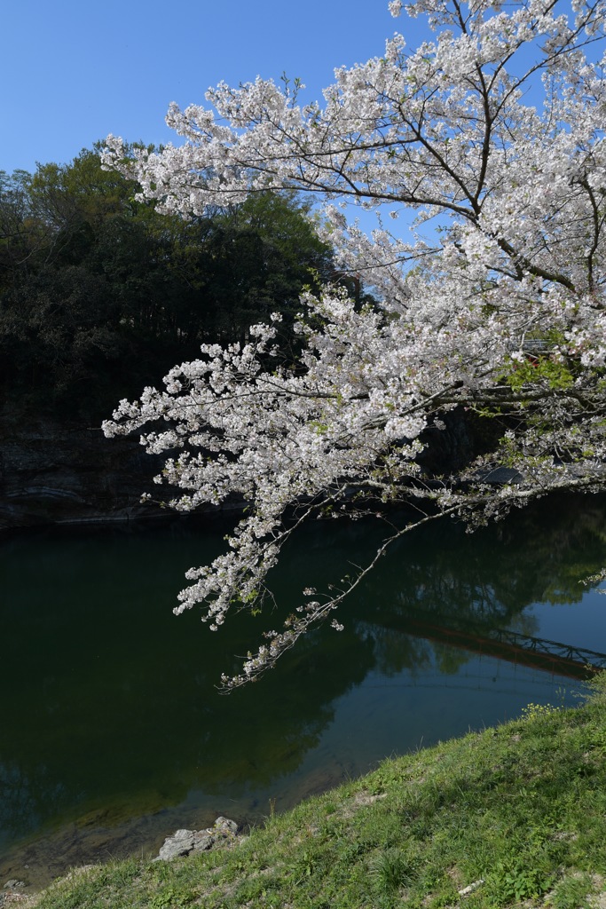 散りゆく桜を追いかけて4