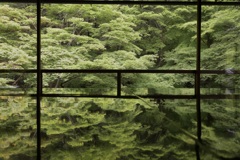 新緑の瑠璃光院５