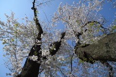 花見日和2