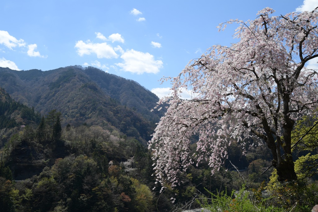 散りゆく桜を追いかけて5
