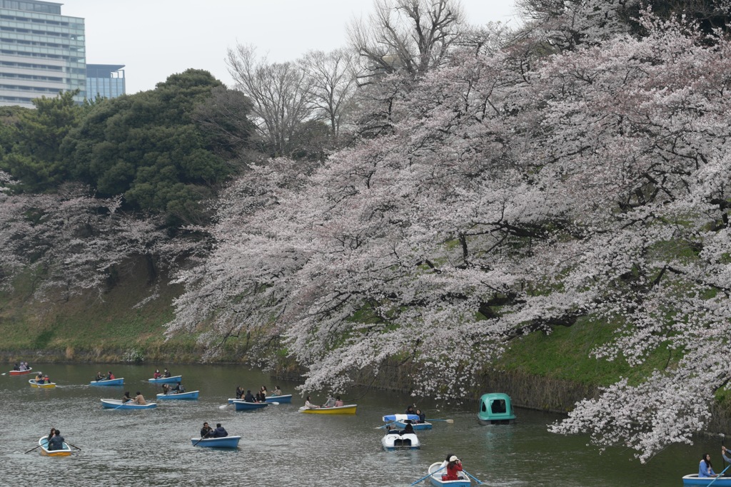 千鳥ヶ淵