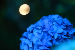 紫陽花