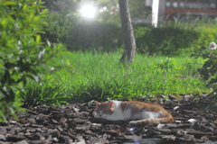 猫