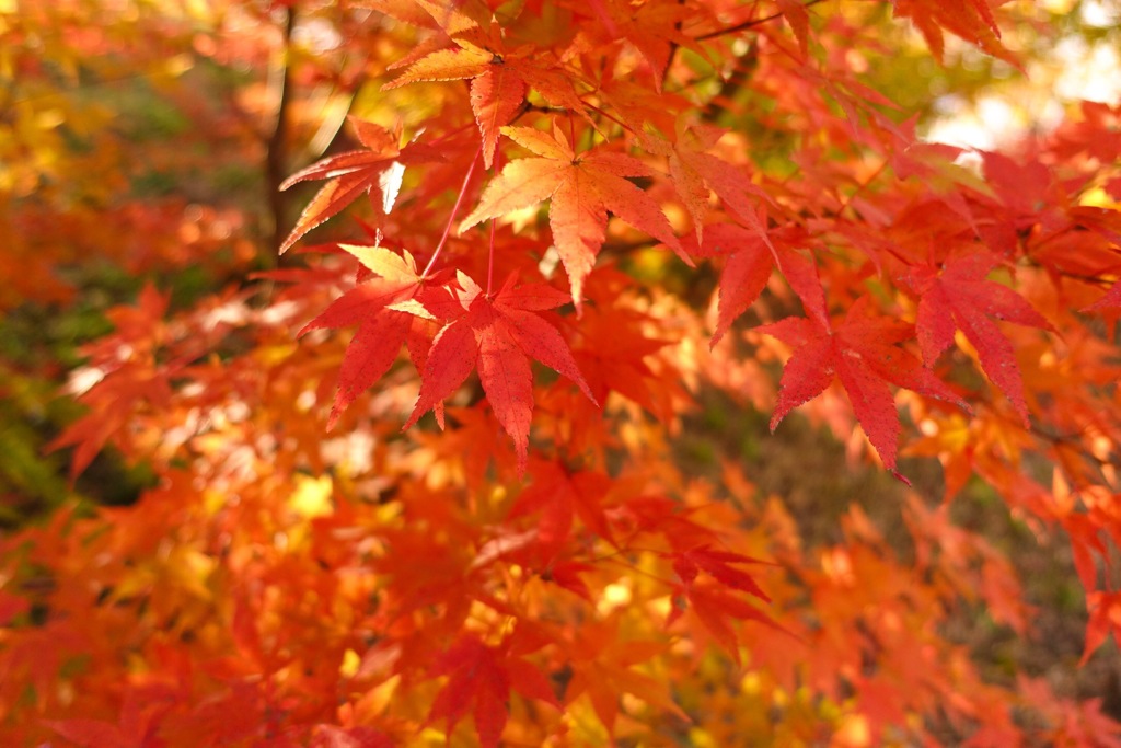 紅葉