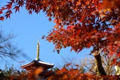 本土寺 紅葉