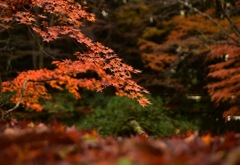 成田山紅葉