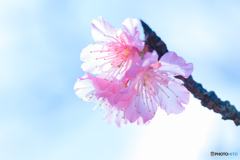 寒緋桜
