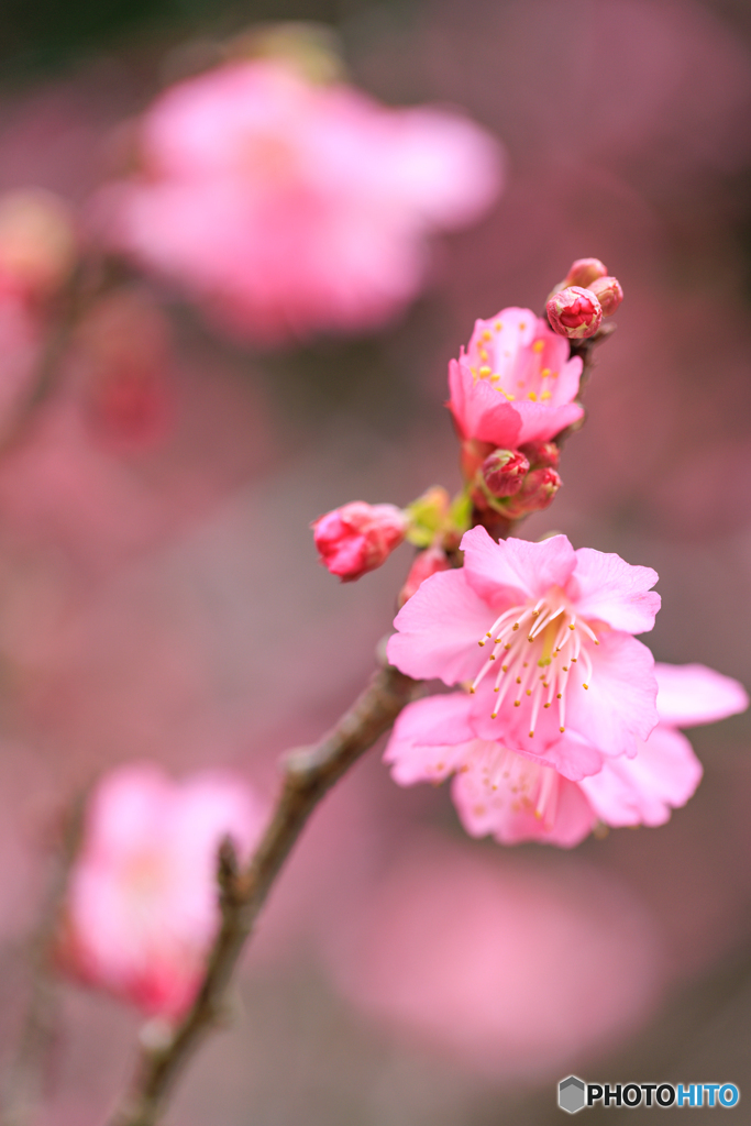 寒緋桜