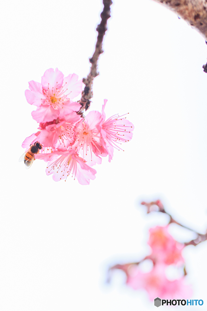 寒緋桜