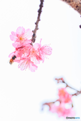 寒緋桜