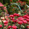 薔薇