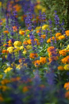 たくさんの花