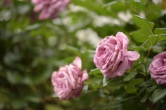 薔薇