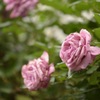 薔薇