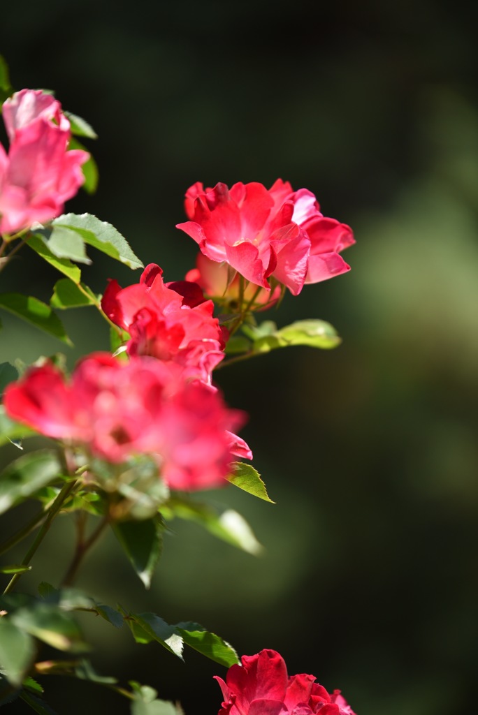薔薇