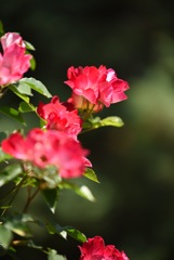 薔薇