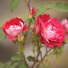 薔薇