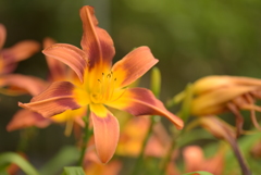 本土寺のユリの花